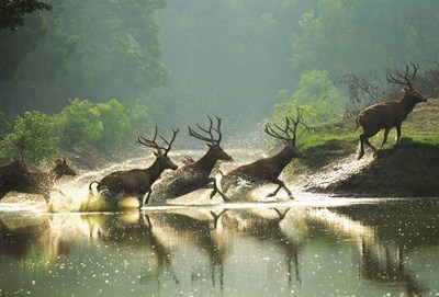 Milu deer in Dafeng Milu Park