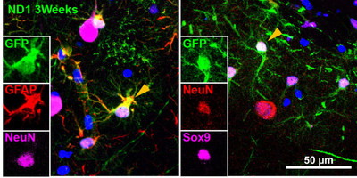 Intermediate state of converting cells with dual markers of both glial cells (GFAP, Sox9) and neurons (NeuN)