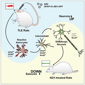 Neuroregenerative Gene Therapy Treats Temporal Lobe Epilepsy in Rat Model