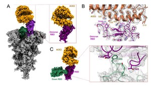 Percées importantes concernant les nouvelles caractéristiques du variant Omicron et d'un anticorps anti-Omicron JMB2002