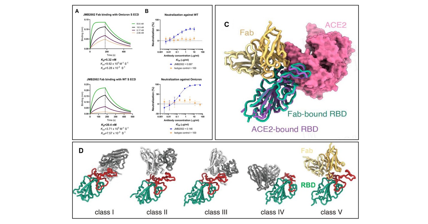 Breakthrough Discoveries on Novel Features of Omicron Variant and An Anti-Omicron Antibody JMB2002