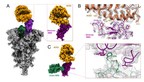 Descobertas revolucionárias sobre novas características da variante Ômicron e um anticorpo Anti-Ômicron JMB2002