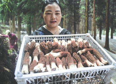 A farmer holds a basket of edible fungus ready for selling. [photo/China Daily]