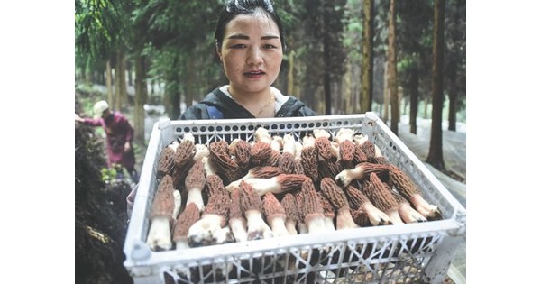 Edible fungus industry stimulates rural revitalization in Guiyang