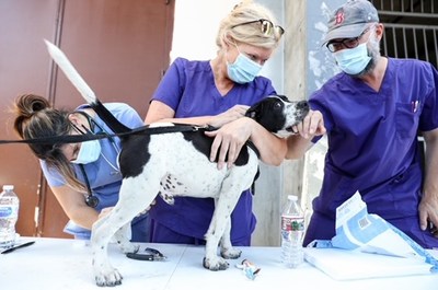 "The ElleVet Project," a national nonprofit dedicated to providing free veterinary care to pets of the homeless and street pets, brings their relief missions to Orlando January 13th and 14th.