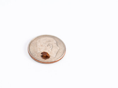 Adult bed bugs are about the size of an apple seed and typically reddish brown in color.