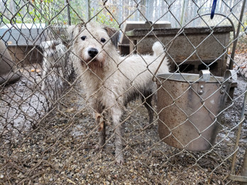 Dogs confined to cages outside in the cold and mud at JRT John's Jack Russell Terriers, a breeding facility in Michigan.