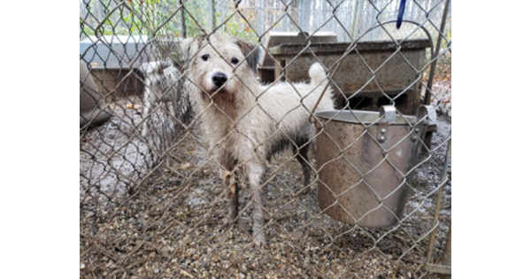 Saved! Breaking News: Freezing Dogs Removed From Local Breeder After PETA Sit-In