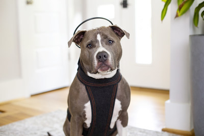 The Calmer Canine Anxiety Treatment System is clinically proven to help resolve separation anxiety. Learn more at https://assisianimalhealth.com/calmer-canine/