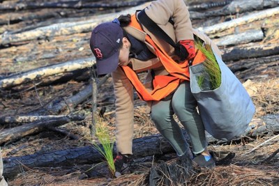 A volunteer at Big Thicket National Preserve plants a longleaf pine sapling. Photo credit: NPS/Scott Sharaga