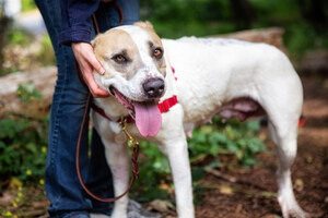 Seattle Humane Adopting New Vision with Expanded Focus