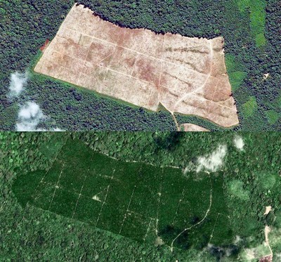 (T) 2005 Before Reforestation Project Macunaima Verde (B) 2018 After Reforestation Project Macunaima Verde