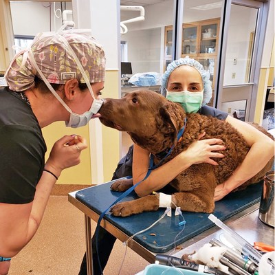 Veterinary professionals comfort a dog prior to surgery and anesthesia. Photo credit: Ethos Veterinary Health