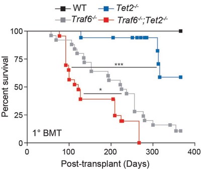 This chart shows how survival time in mice declines sharply when both the genes TRAF6 and Tet2 are lacking during a pre-leukemia state. A study published Jan. 18, 2022, in Cell Stem Cell, indicates that TRAF6, which otherwise increases risk for certain cancers only during excessive activity, can also increase cancer risk in combination with low levels of Tet2. Achieving a balanced level of TRAF6 activity can reduce this risk, according to experts at Cincinnati Children's