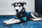 Seattle Kraken Proudly Introduces First Official Team Dog, Davy Jones