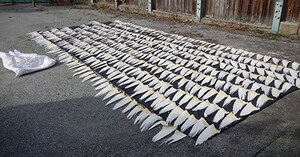 Une société commerciale de la Colombie-Britannique reçoit une amende de 75 000 $ et se fait confisquer 20 196 ailerons de requin