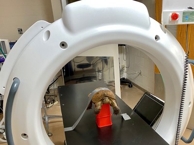 Tortoise getting a checkup in a CT Scanner, courtesy of the Saint Louis Zoo.