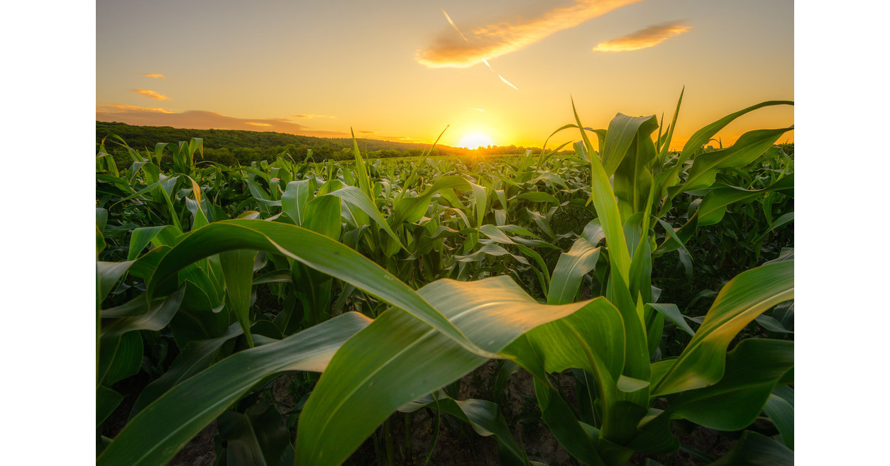 Studie k&uuml;ndigt eine neue, transformative L&ouml;sung f&uuml;r den erntezerst&ouml;renden Spodoptera frugiperda (Fall Armyworm) an