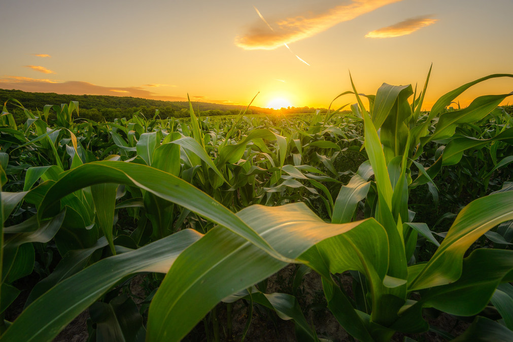 Study Heralds a New Transformative Solution for the Crop Destroying Fall Armyworm - Vimarsana News