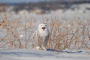 Agrandissement du refuge faunique de la Rivière-des-Mille-Îles - Laval souhaite contribuer à la création d'un des plus grands refuges fauniques en milieu urbain au Québec