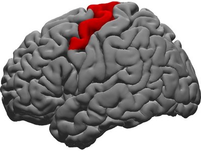 Image highlights the dorsal precentral gyrus (in red), crossing the folded front surface at the top of the brain. Credit: Courtesy of NYU Grossman School of Medicine