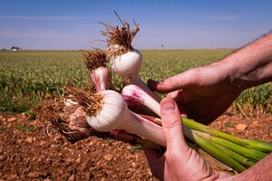 Pharmactive Black Garlic Extract For Blood Pressure Management