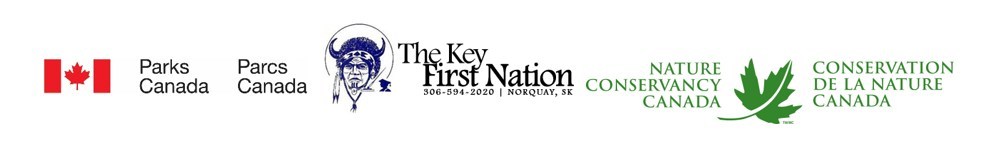 Mashkode-bizhiki | Plains bison herd successfully re-established to The Key First Nation in Saskatchewan - Vimarsana News
