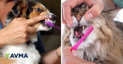 Although daily toothbrushing is advised for dogs and cats, only 2% of pet owners follow through with this practice. Pet owners should work with their veterinarians to begin a pet dental care routine at home, in addition to regular dental exams and professional dental cleanings.