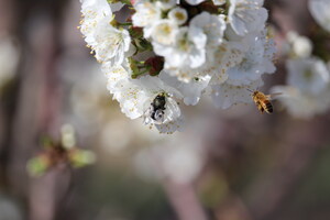 Beeflow and Watts Solitary Bees Partner to Increase Biodiversity in Agriculture by introducing Blue Orchard Bees to California Almond Orchards