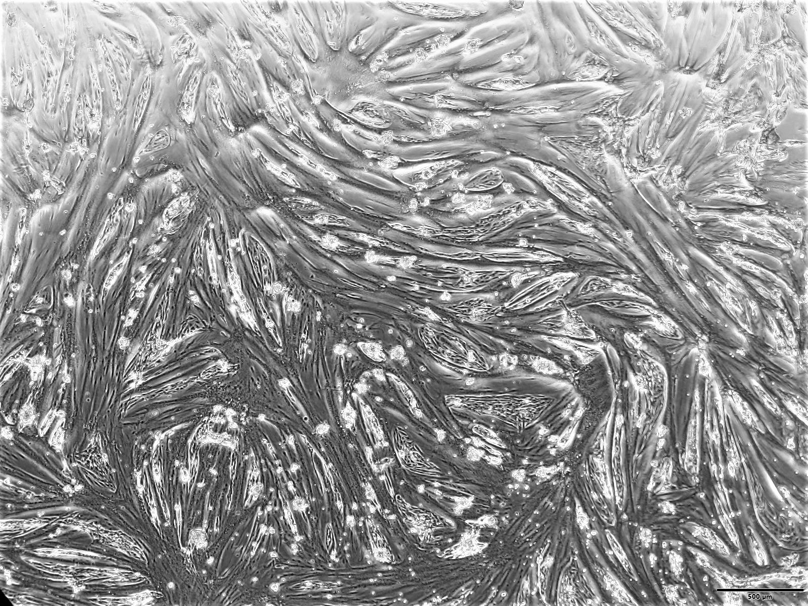 MeaTech’s muscle fibers under a microscope after the implementation of the cell differentiation technology