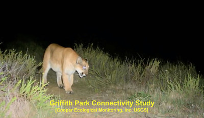 The very first sighting of P-22 in Griffith Park was this image, captured by cameras placed around the Park as part of the Wildlife Connectivity Study funded by Friends of Griffith Park, on February 12, 2012 at 9:15 PM. Credit: Cooper Ecological Monitoring, Inc., USGS, courtesy Friends of Griffith Park. https://friendsofgriffithpark.org/p-22/