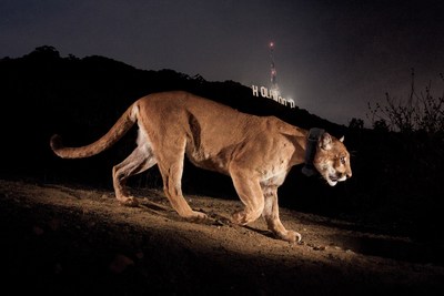 Nature photographer Steve Winter arranged to capture P-22 in the mountain lion's new Griffith Park habitat. After 15 months, he was rewarded with the now iconic image of P-22, with the Hollywood Sign behind his shoulders, which graced National Geographic Magazine in December of 2013. Credit: Steve Winter Photography. https://friendsofgriffithpark.org/p-22/