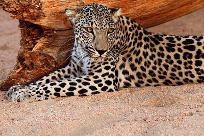General Arabian Leopard Image 4 - Photo Credits to Aline Coquelle