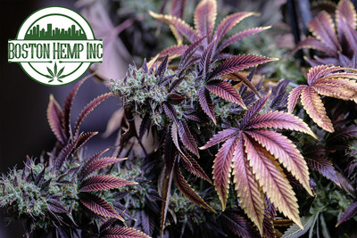 Boston Hemp Inc Smokable hemp flower