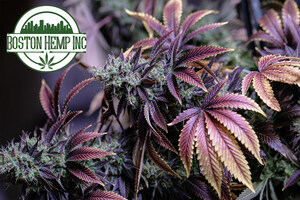 Boston Hemp Inc.: What is Hemp Flower and How is it Used?