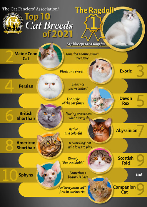 The world's largest registry of pedigreed cats has again determined the world's most popular cat breeds, based on registrations. This year's Top 10 list reflects the increasing popularity of certain breeds. However, registrations of ALL cats have increased substantially, reflecting the growing popularity of pet cats since the beginning of the pandemic.