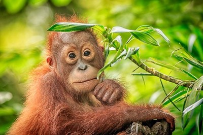 "The Deforestation-Free Procurement Act will help to aid in the protection of critical habitat thus preserving species and forests for future generations" - Katie Cleary, Founder and President of Peace 4 Animals