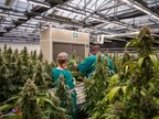 Cannabis Study Reveals Optimal Canopy Density for Highest Yield, Efficiency and Profitability in Greenhouse Growing Environment