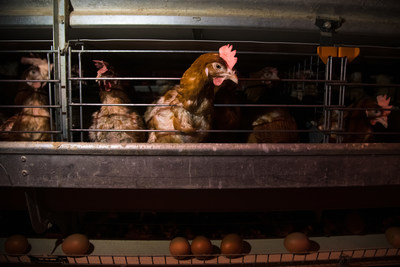 Egg-laying hens in battery cages in a typical factory farm environment.