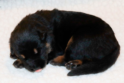 "Name the Puppy" 2022