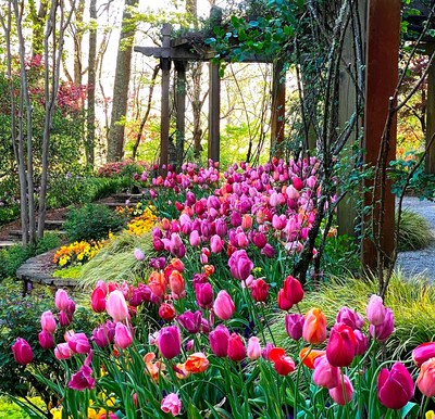 Tulips in amazing shades of color add incredible color and beauty to the spring