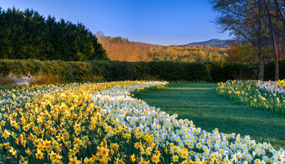 Sweeps of daffodils lead the eye to Mt. Oglethorpe.