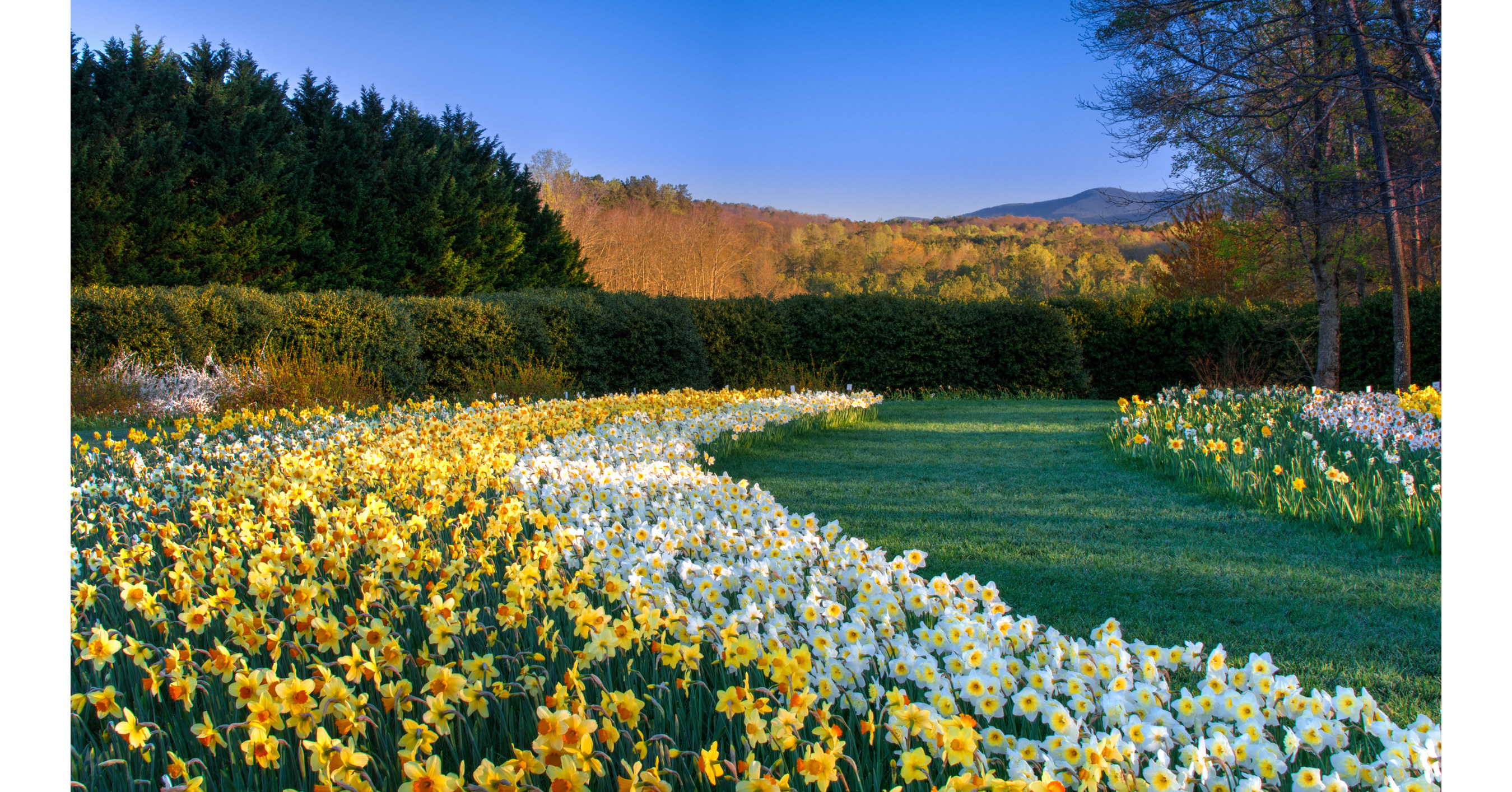 Spring starts at Gibbs Gardens with millions of daffodil blossoms