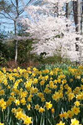 Cherry trees and daffodils—Yoshino and Kwanzan cherry trees provide a majestic backdrop to fields of daffodils.