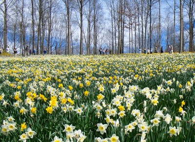 As far as the eye can see, millions of daffodils sprawl across the Gibbs Gardens hillsides and fields.