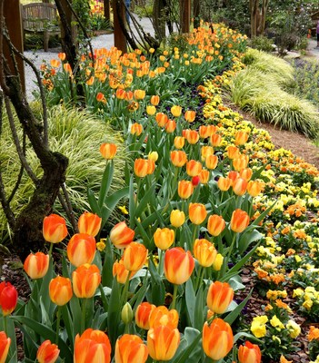 Streams of tulips: A flowing golden steam of tulips curves through plantings of pansies.