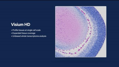 10x Genomics expects that Visium HD will offer unprecedented views of whole transcriptome data in heterogeneous tissues at single cell scale resolution.