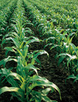Manejo pré-emergente é alternativa para o controle de plantas daninhas no milho