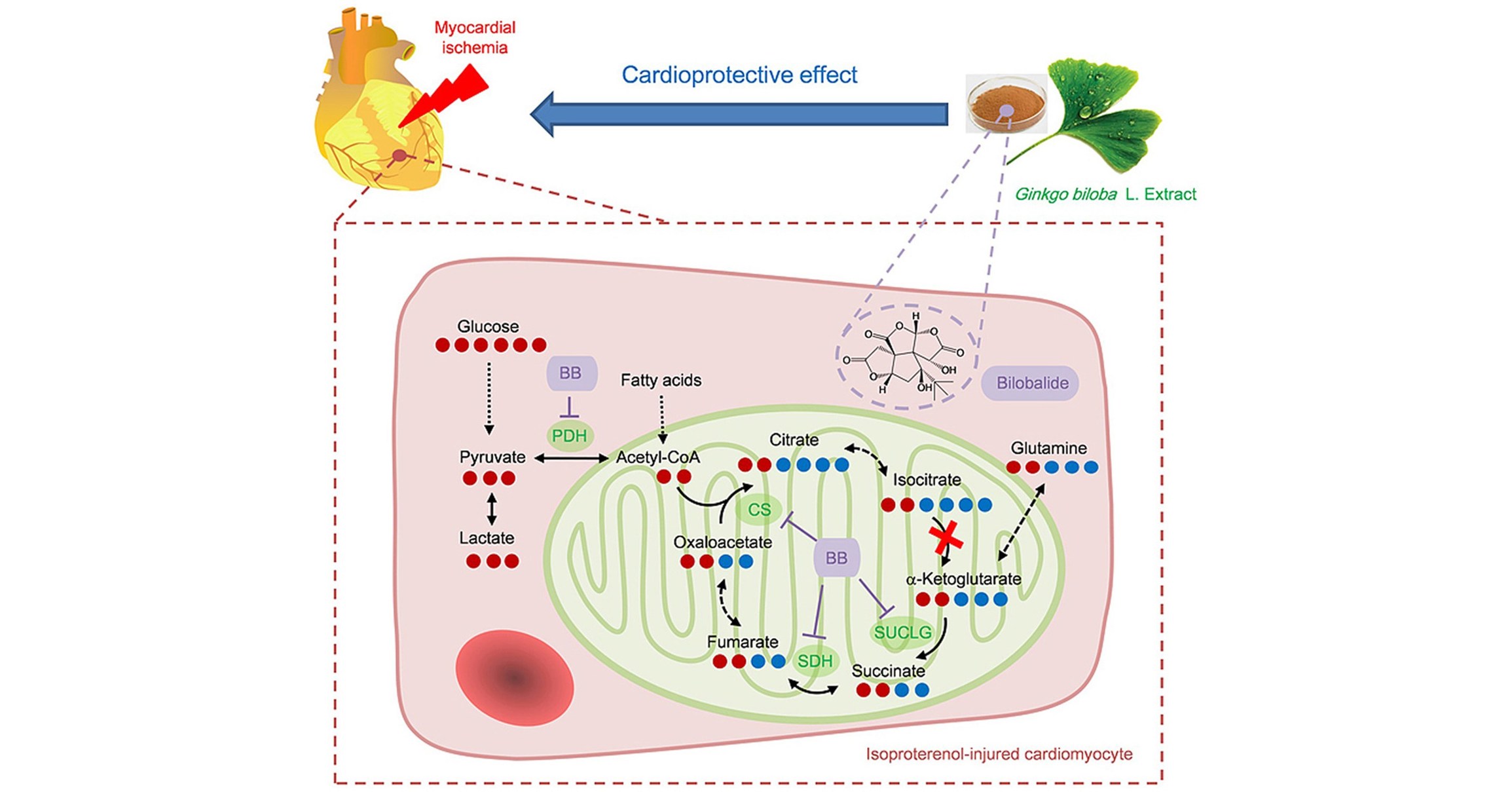Herbs that Protect the Heart: Bilobalide Reduces Cardiac Damage in Myocardial Ischemia, Says New Study in Journal of Pharmaceutical Analysis