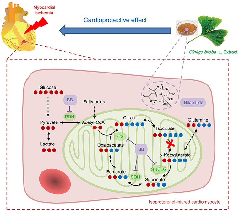 Herbs that Protect the Heart: Bilobalide Reduces Cardiac Damage in Myocardial Ischemia, Says New Study in Journal of Pharmaceutical Analysis - Vimarsana News